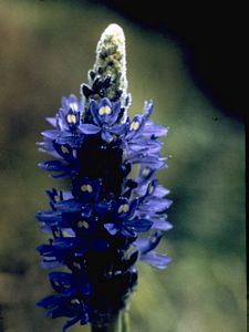 8244_PONTCOR_3 thumbnail