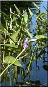 8244_PONTCOR_5 thumbnail