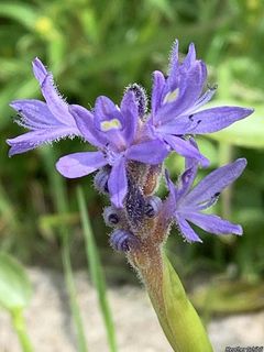 8244_PONTCOR_500 thumbnail