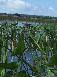 8244_PONTCOR_502 thumbnail