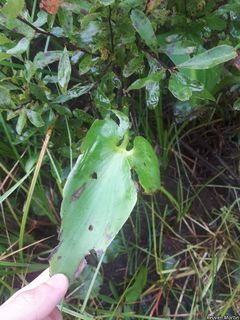 8244_PONTCOR_507 thumbnail