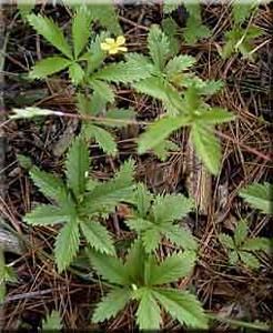 8848_POTESIM_3 thumbnail