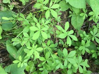 8848_POTESIM_500 thumbnail