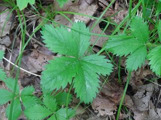 8848_POTESIM_504 thumbnail