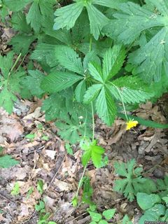 8848_POTESIM_507 thumbnail