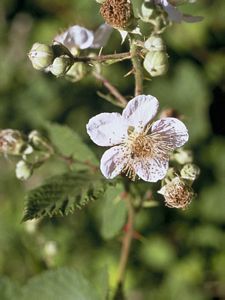 8864_PRUNEMA thumbnail