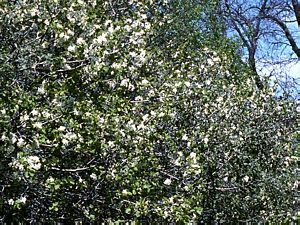 8864_PRUNEMA_2 thumbnail