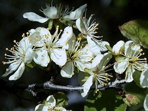 8864_PRUNEMA_3 thumbnail