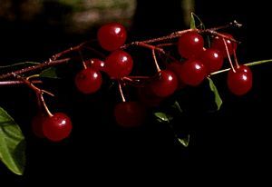 8864_PRUNEMA_4 thumbnail