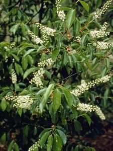 8876_PRUNSER thumbnail