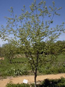 8876_PRUNSER_2 thumbnail