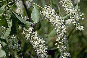 8876_PRUNSER_5 thumbnail