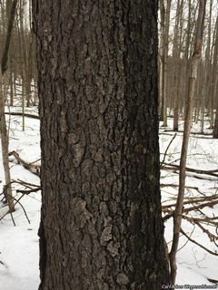 8876_PRUNSER_500 thumbnail