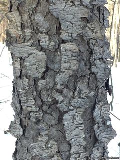 8876_PRUNSER_501 thumbnail