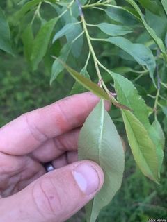 8876_PRUNSER_504 thumbnail