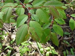 8876_PRUNSER_524 thumbnail