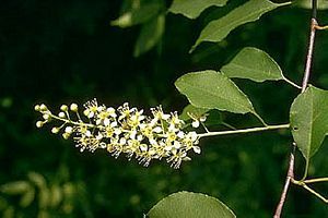 8876_PRUNSER_6 thumbnail