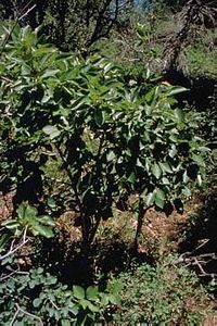 8881_PRUNVIR thumbnail