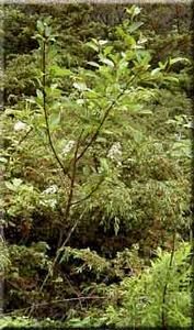 8881_PRUNVIR_13 thumbnail