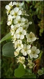 8881_PRUNVIR_14 thumbnail