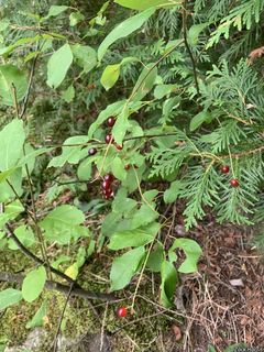 8881_PRUNVIR_500 thumbnail