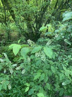 8881_PRUNVIR_501 thumbnail