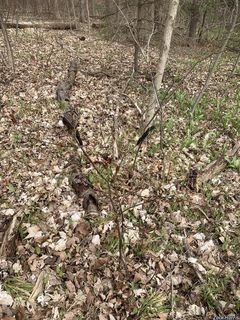 8881_PRUNVIR_509 thumbnail