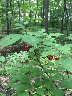 8881_PRUNVIR_511 thumbnail