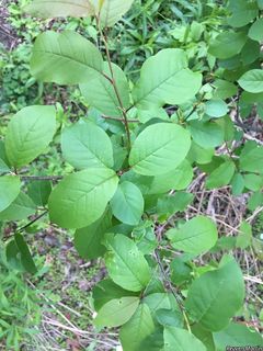 8881_PRUNVIR_524 thumbnail