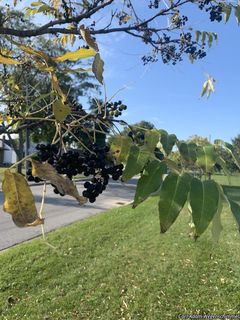 9038_PHELAMU_500 thumbnail