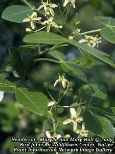 9039_PTELTRI thumbnail