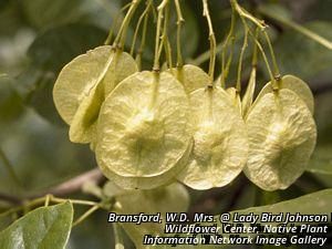 9039_PTELTRI_2 thumbnail