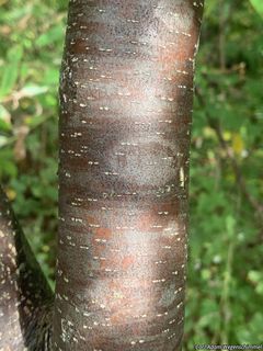 9039_PTELTRI_502 thumbnail