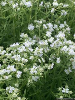 6445_PYCNVIR_500 thumbnail