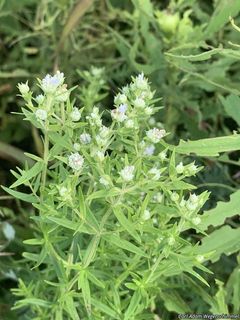 6445_PYCNVIR_502 thumbnail