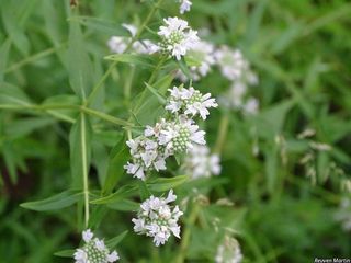 6445_PYCNVIR_506 thumbnail