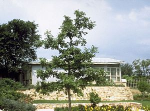 5965_QUERMAC_4 thumbnail