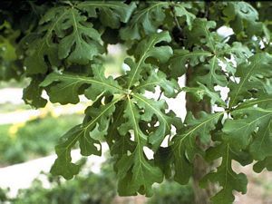 5965_QUERMAC_5 thumbnail