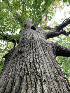 5965_QUERMAC_500 thumbnail