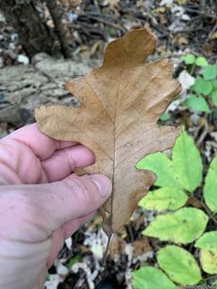 5965_QUERMAC_502 thumbnail