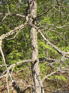 5965_QUERMAC_503 thumbnail