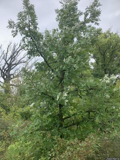 5965_QUERMAC_507 thumbnail