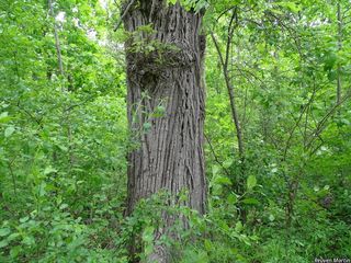 5965_QUERMAC_512 thumbnail