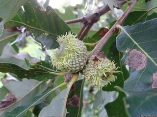 5965_QUERMAC_532 thumbnail