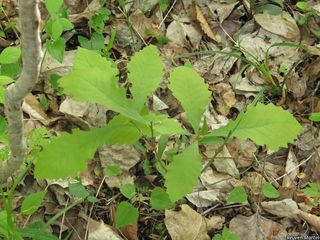 5965_QUERMAC_545 thumbnail