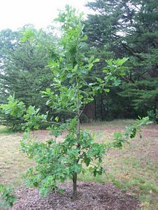 5965_QUERMAC_9 thumbnail