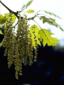 5970_QUERRUB thumbnail