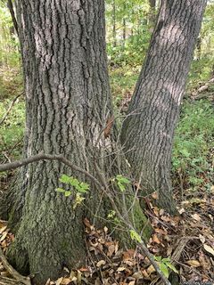 5970_QUERRUB_500 thumbnail