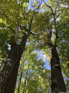 5970_QUERRUB_501 thumbnail