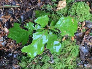 5970_QUERRUB_504 thumbnail